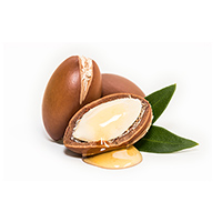 Argan kernel oil ingredient in ECO STYLE products